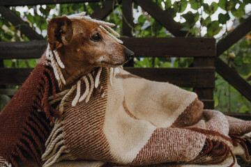the dachshund is sitting on a bench wrapped in a blanket