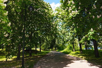 Chestnut tree alley