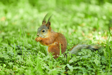 Naklejka na ściany i meble A red squirrel is sitting on the green grass