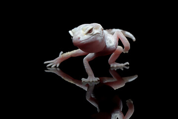Super Snow tremper lemon frost gecko closeup on reflection, Eublepharis macularius leopard gecko on isolated background