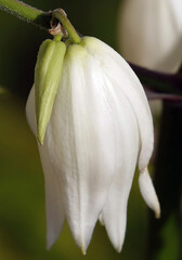 Obraz premium Yucca filamentous - plant flower