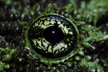 Theloderma corticale closeup eyes, moss tree frog eyes detail