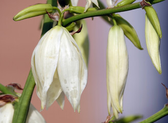 Yucca filamentous - plant flower