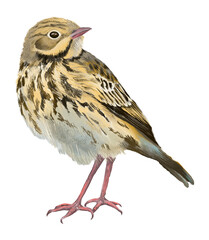 Digital card with wild forest bird. With transparent layer.