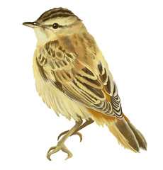 Digital card with wild forest bird. With transparent layer.