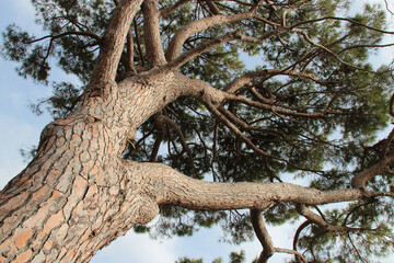 Fototapeta na wymiar tree (pine ?) at the gardens of the villa communale in taormina in sicily (italy)