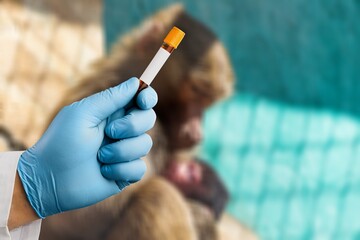 medical worker holds a test tube with Monkeypox virus infected blood sample against the background of a sad monkey. Epidemic of smallpox monkeys
