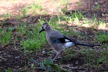 Garrulus glandarius is hunting in the forest