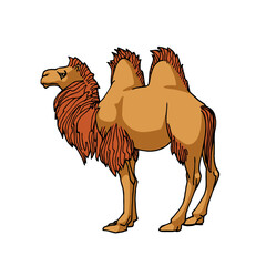 A male two-humped camel bactrianus with a mane. Ancient desert transport. Color vector illustration with black contour lines isolated on white background in a cartoon and hand drawn style.