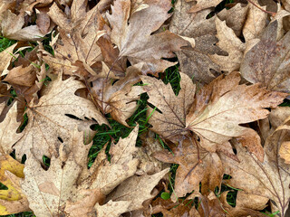 autumn leaves on the ground