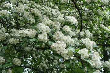 Fototapeta na wymiar common hawthorn tree in full bloom in May
