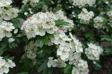 Dozens of fresh white flowers of common hawthorn in May