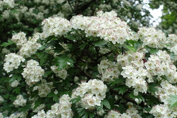 Great number of white flowers of common hawthorn in May