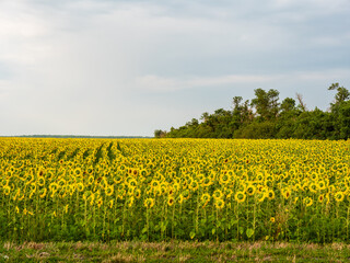 Summer flower landscape. Landscape of endless field of sunflowers with large golden sunflower heads in sunset sunlight. Close-up of sunflower heads. Fresh wallpaper. Nature concept for background.