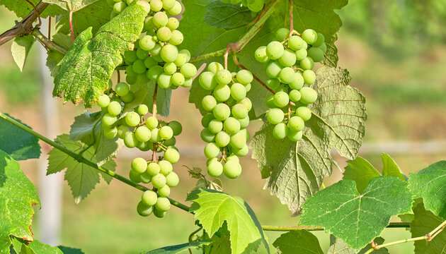A cluster of white grapes hangs from vine. Ripe grapes with green leaves. Concept of wine, winemaking, grape harvest, agriculture