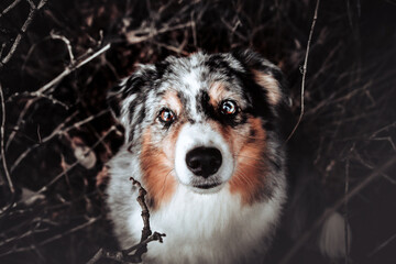 Miniature Australian Shepherd 