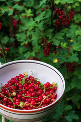 Cup of ripe red currant berries at countryside. Summer harvest concept.