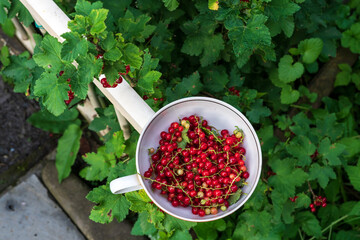 Cup of ripe red currant berries at countryside. Summer harvest concept.