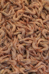 fresh shrimps at the fish market. prawns.