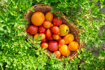 Fototapeta na wymiar Top view of a bunch of ripe tomatoes in basket, outdoor on green parsley
