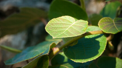 Hojas de planta de kiwi junto a muro de piedra