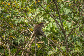 Long Tailed Macaque sitting on a tree branch in the forest of Mount Seulawah Inong.