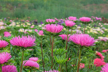 Asters in gardening nursery. Natural blooming background. Pink blooming flowers.