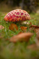 Closeup on poisonous mushroom on the forest floor