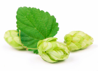 composition of hops isolated on a white background