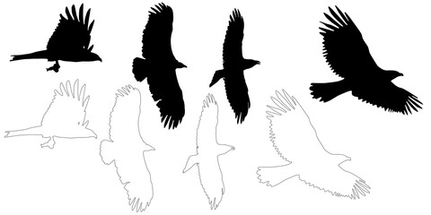 silhouette and outline of raptors and vulture on flight, isolated in PNG, with transparent background