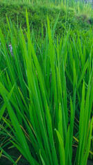Naklejka premium Growing rice in China. View of sprouted green stalks of rice in water with dew drops.