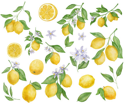 Lemon fruits with leaves and flower watercolor set. Hand draw illustration isolated on white. Lemons drawings collection