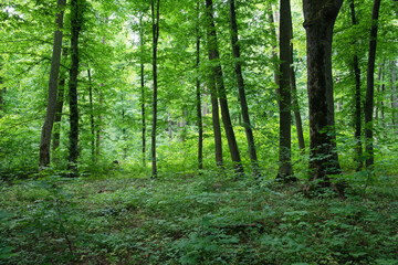 Green forest, spring time