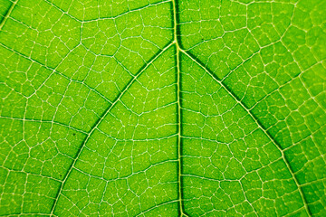 detailed leaf texture for background