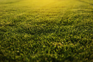 Green grass close-up. cut green juicy lawn. Alpine meadow densely overgrown with grass. Field of...