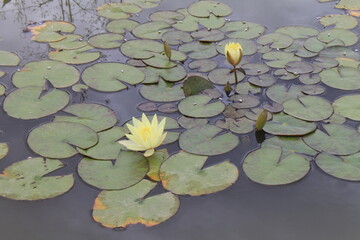 Deux n&eacute;nuphars jaunes