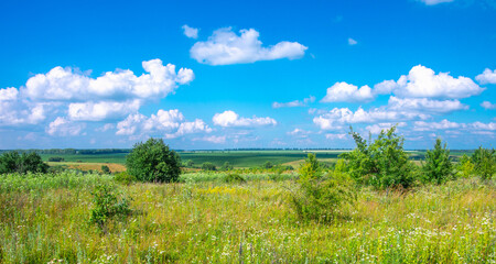 green meadow and blue sky with clouds in summer