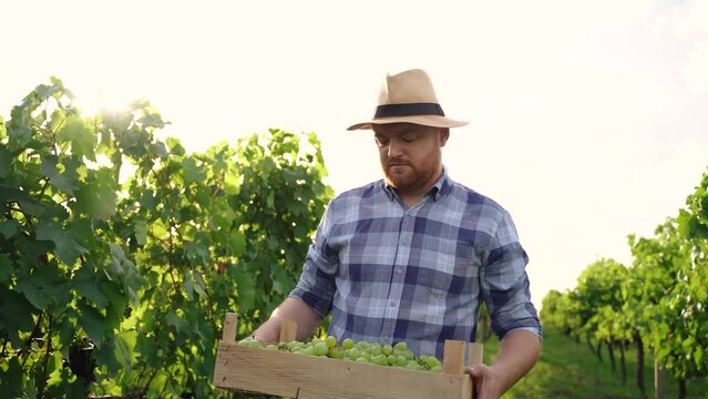 good looking man rural lifestyle walking through the vineyard he holding wooden basket full of grapes harvest