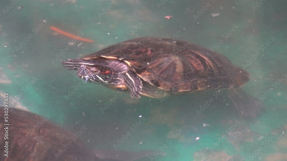 Poster red-eared slider or red-eared terrapin, trachemys scripta elegans floating in cloudy water at daytim