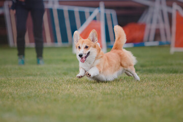 Dog frisbee. Dog catching flying disk in jump, pet playing outdoors in a park. Sporting event, achievement in sport