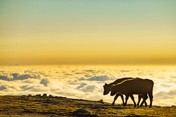 Cows on pasture in mountains, Portugal. © anetlanda