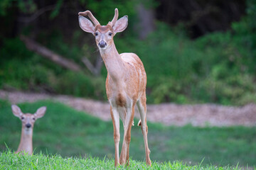 Protective young buck stands his ground while inquisitive doe peeks up