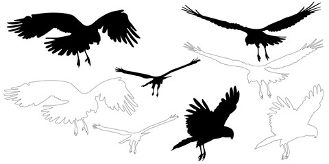Naklejka premium silhouette and outline of Marsh harrier on flight (Circus aeruginosus), isolated in PNG, with transparent background 