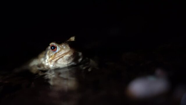 little toad in the water of a creek at night. High quality 4k footage