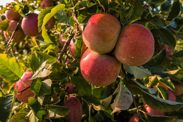 Red ripe apples hanging on tree ready for harvest, Hagnau, Lake Constance, Baden-Wuerttemberg, Germany