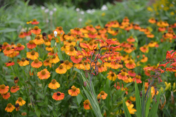 Orange and Yellow field of flowers