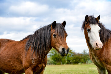 Two native horse in the field