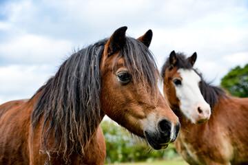 Portrait of two ponies
