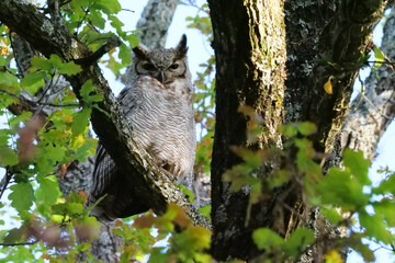 South American great horned owl, bubo virginianus nacurutu perched in tree between leaves. Location: El Palmar National Park, Argentina