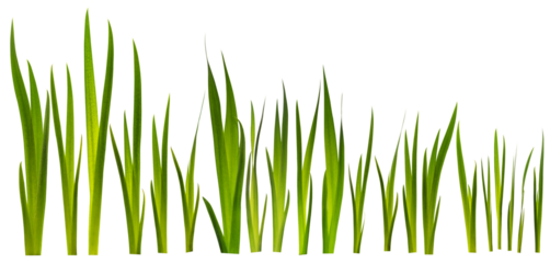 Green leaves of grass isolated on a white background.